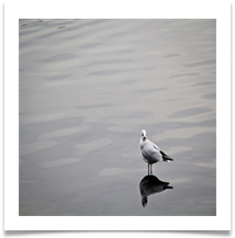 One in the lake is worth - David Ree